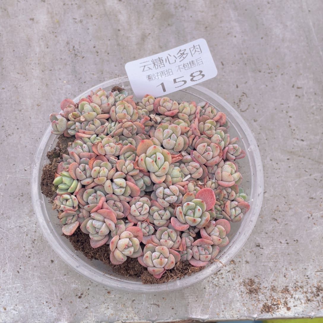 云糖心多肉植物158