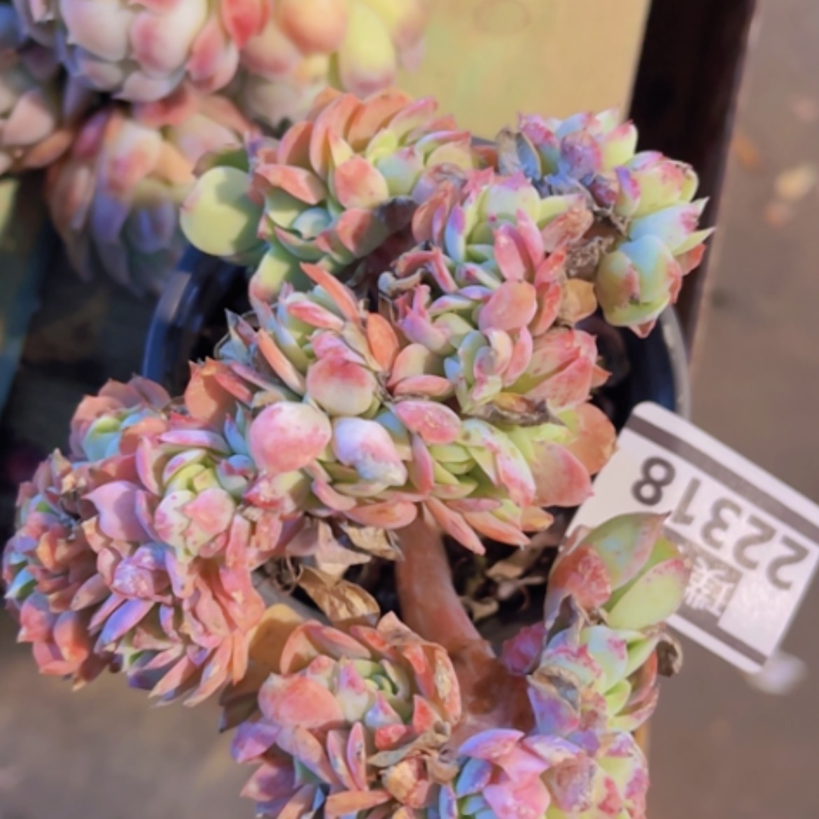 【闪购商品】碧桃缀22318