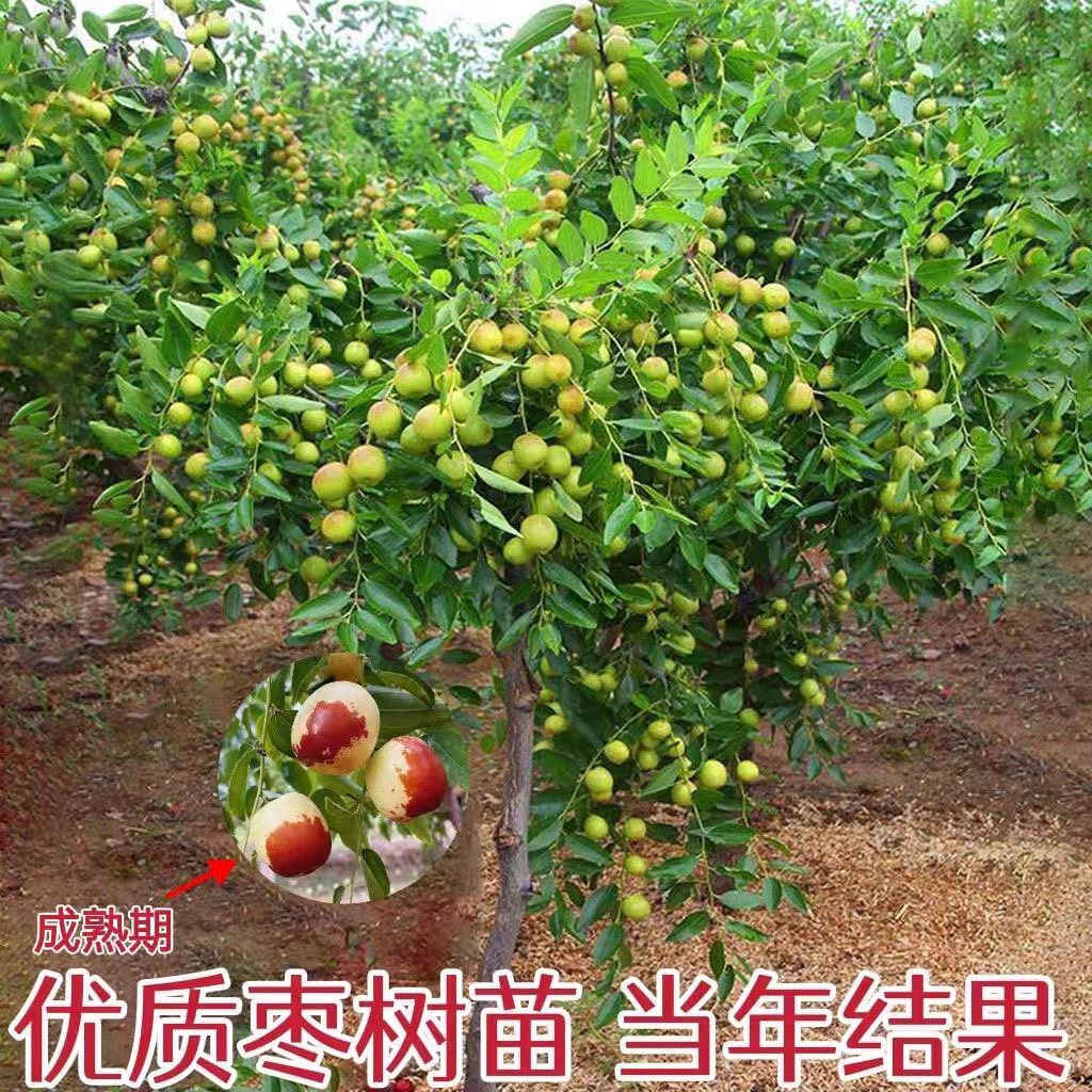 正宗蟠枣冰糖脆枣树盆栽地栽南北方种植木架顺丰发货
