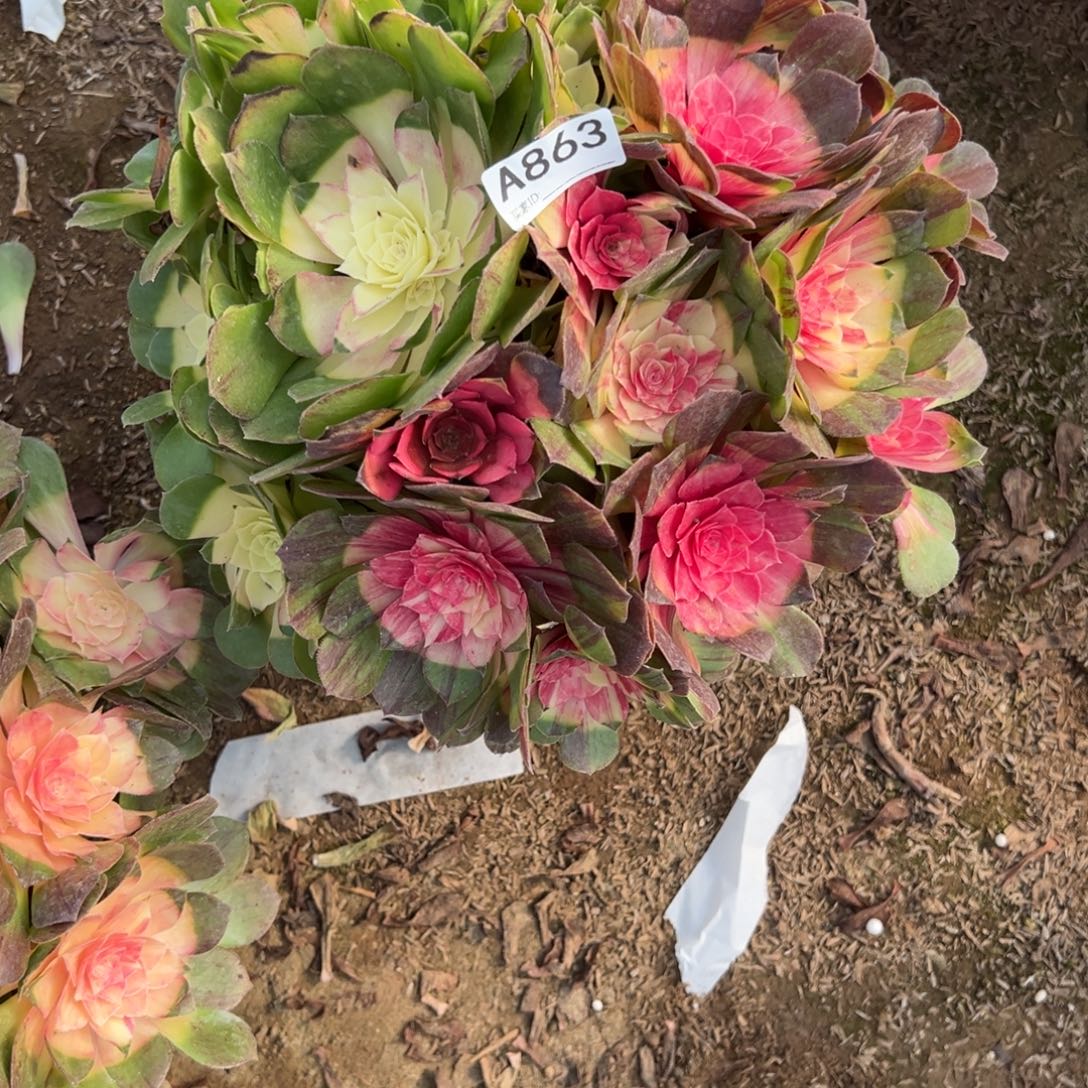 863红太阳多肉植物法师多肉