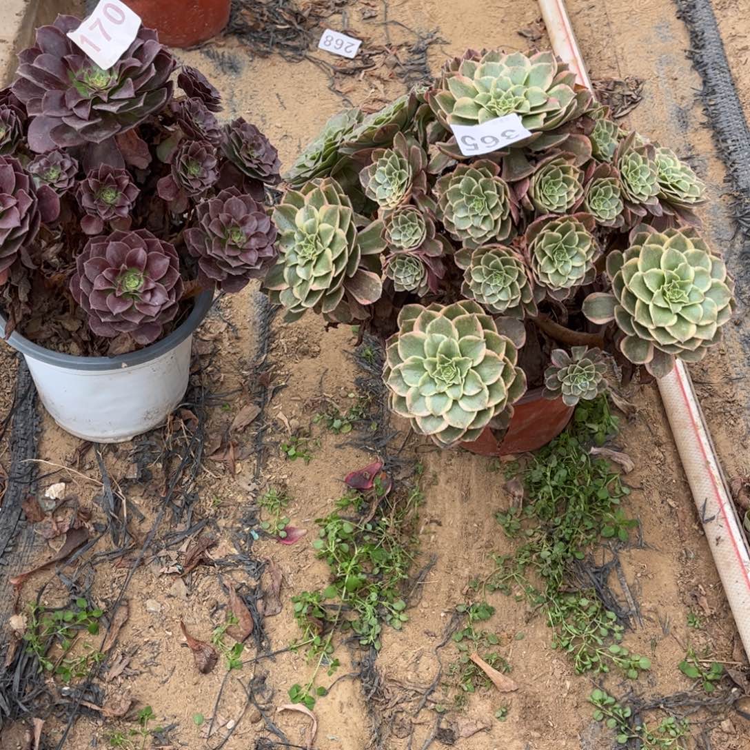 *****粉花妖黑魔170365不包断枝