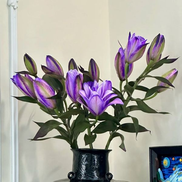 [幽梦 吸色紫色重瓣香水百合 ] 任意2单顺丰/德邦 云南鲜花直发