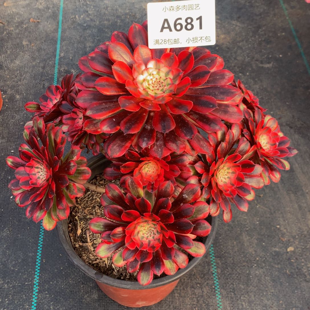 岁**暖黑铜白681000000