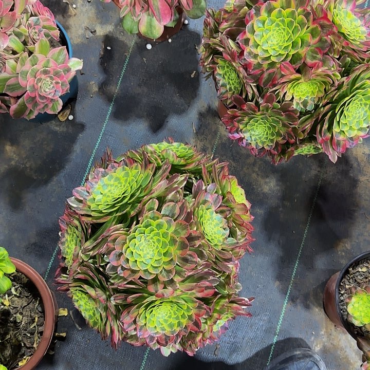 下****福341朝霞多肉法师