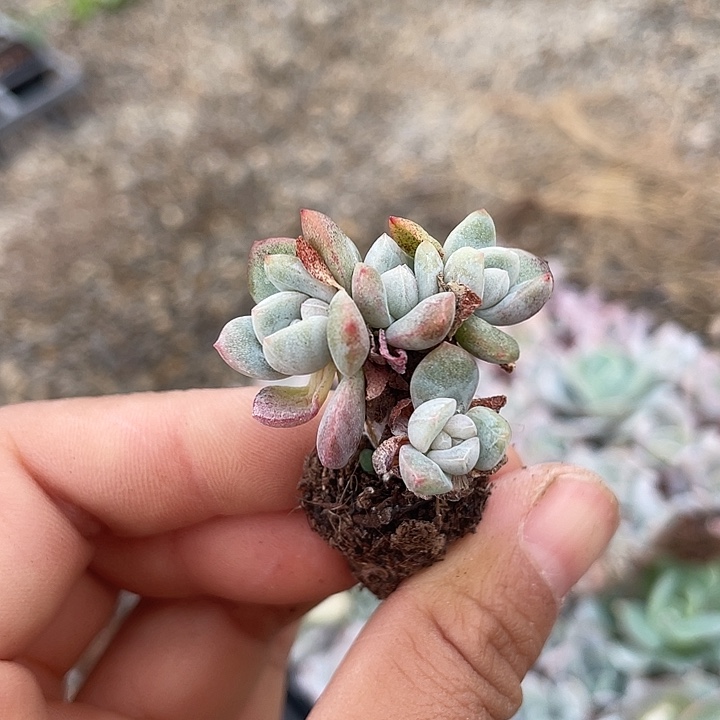 一我一拍满18包邮