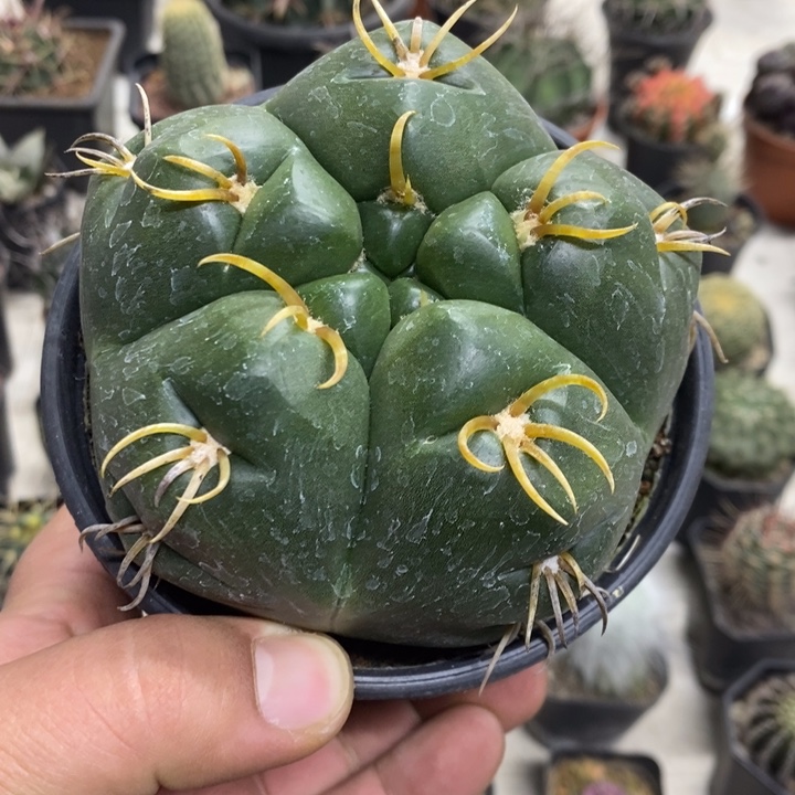 大号五棱海王特价