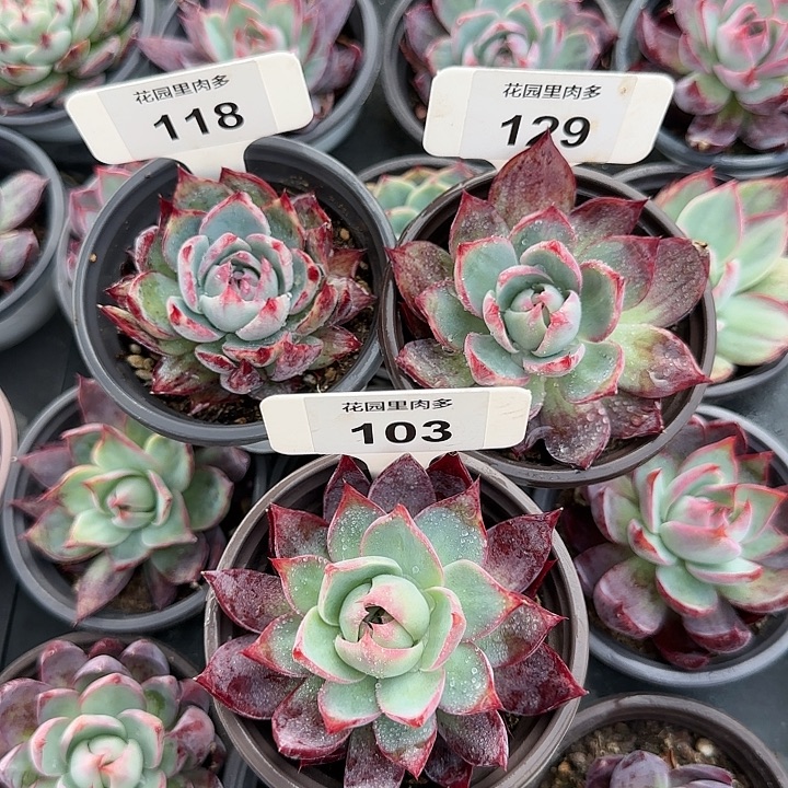 豫***好118、129、103 惊鸿仙子多肉植物6-9cm