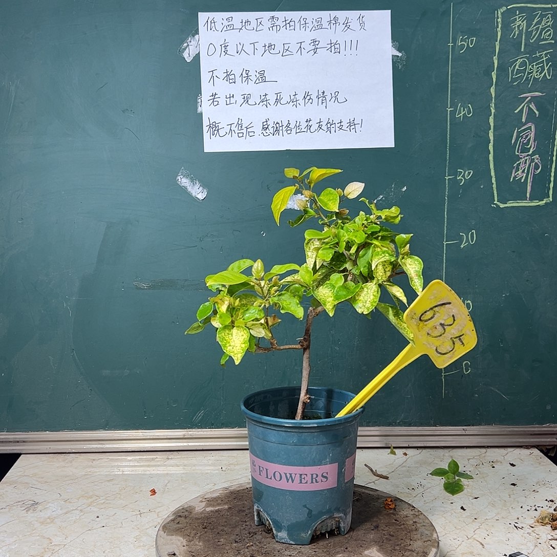 完全开放  斑红樱  635