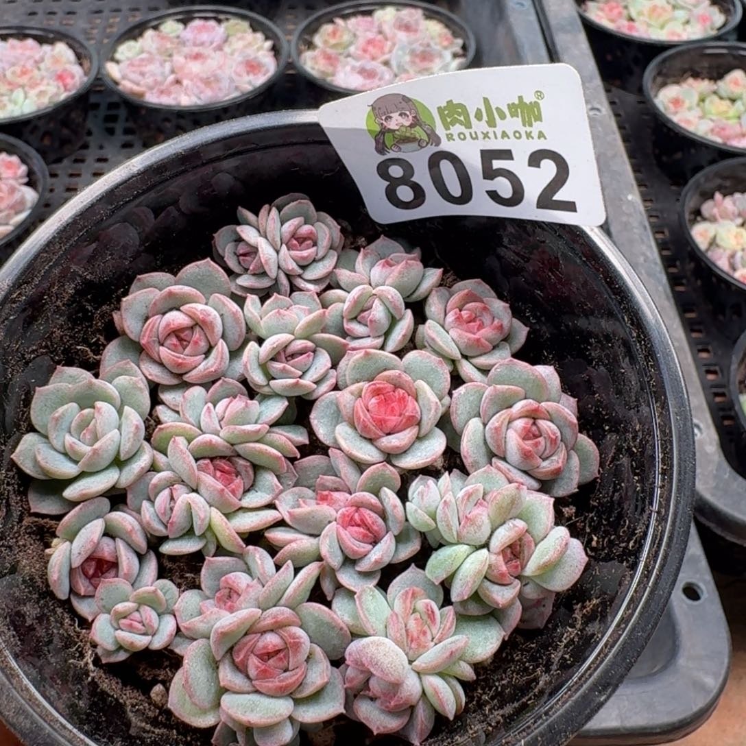 多肉植物多肉植物