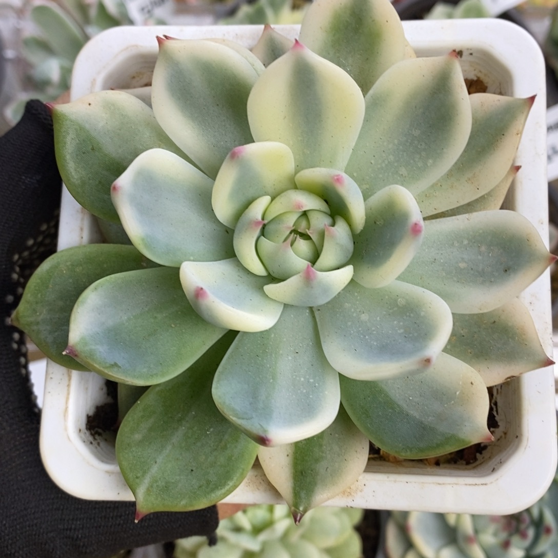 650吉娃娃锦锦锦锦锦锦