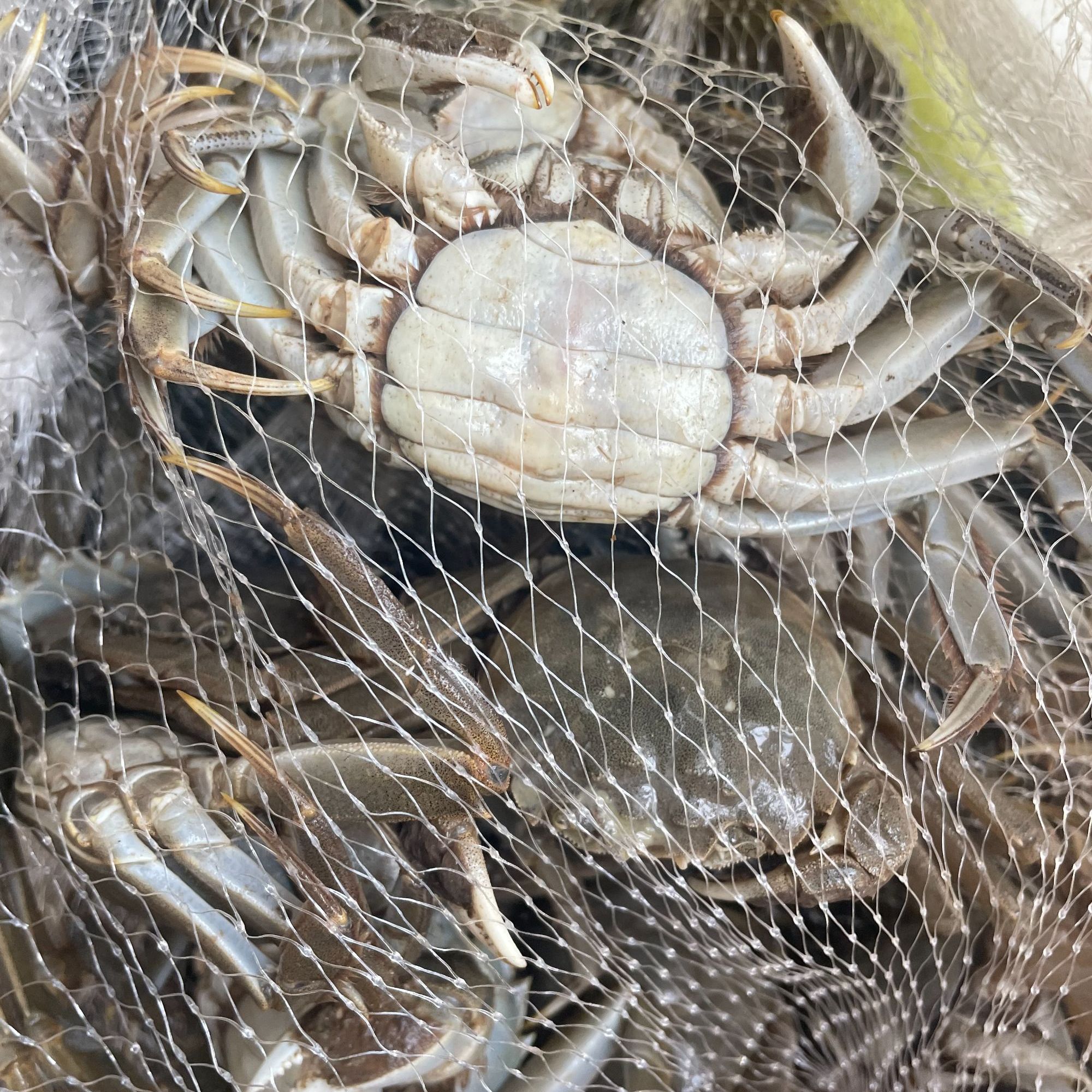 大母稻田蟹/10只左右 10两多
