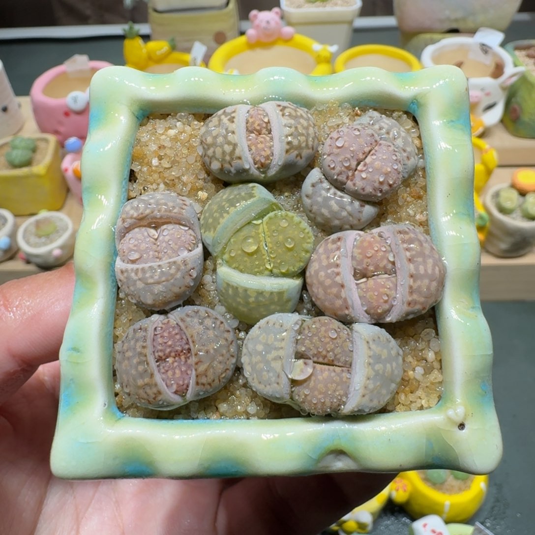 红陶蘑菇417寿丽饼干