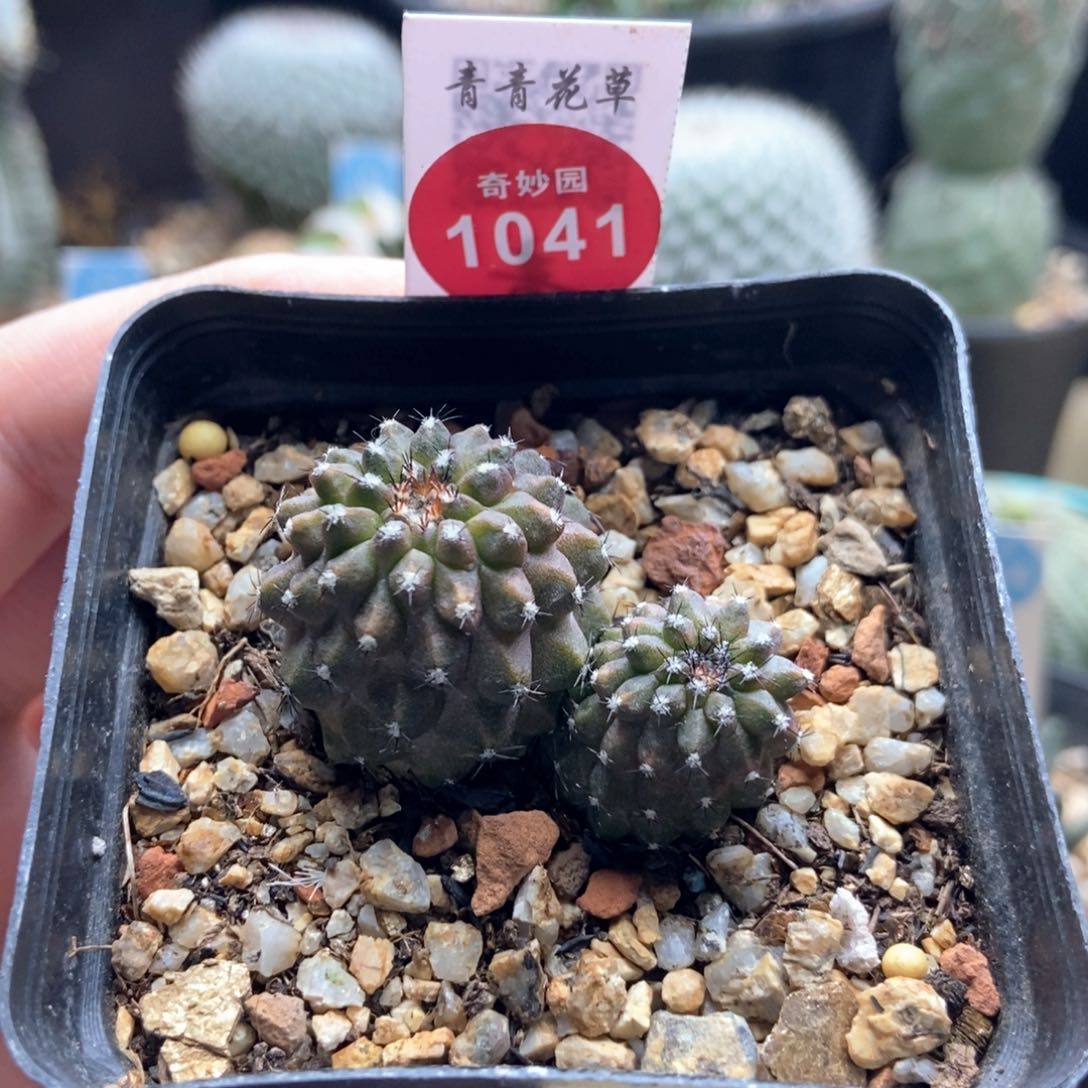 实生龙爪球双头尤仙人4.1cm