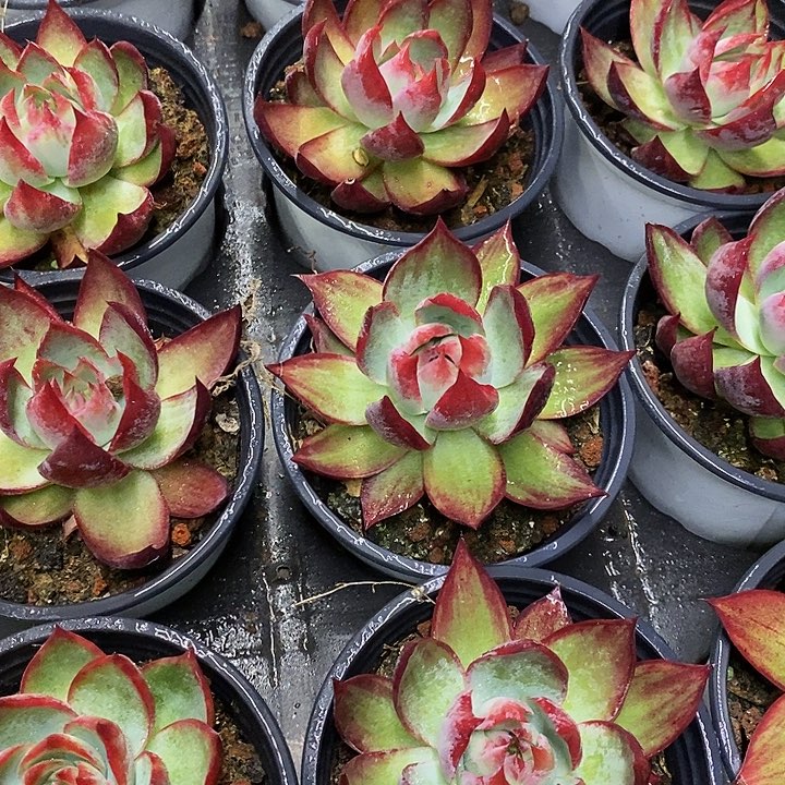 单头惊鸿福利9米