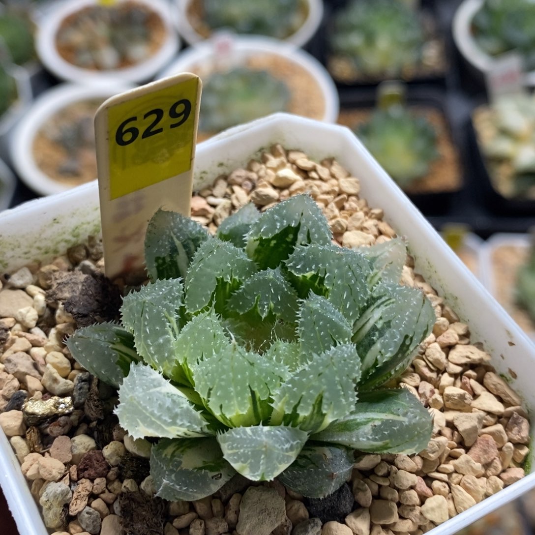 不开花植物629玄冰