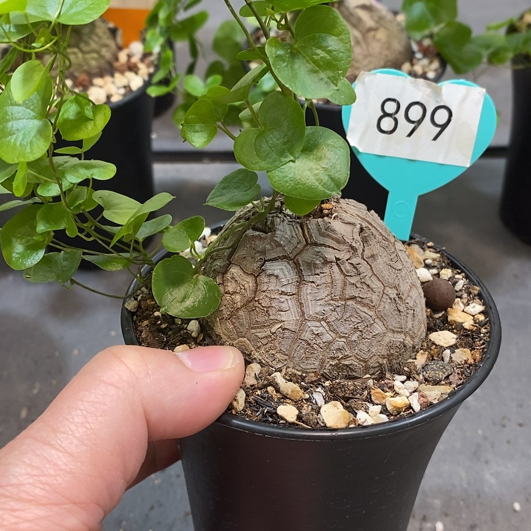 南非龟甲龙龟甲龙