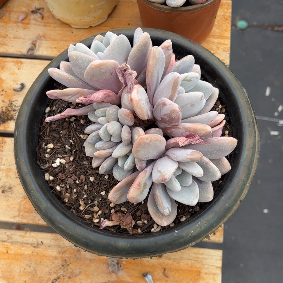 多肉粉兔【非偏远地区满18包邮】