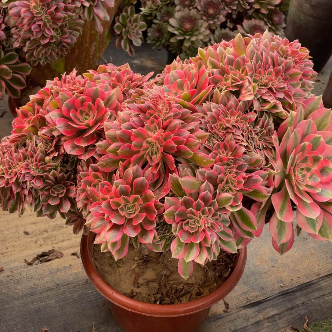 668粉女巫缀精品法师多肉