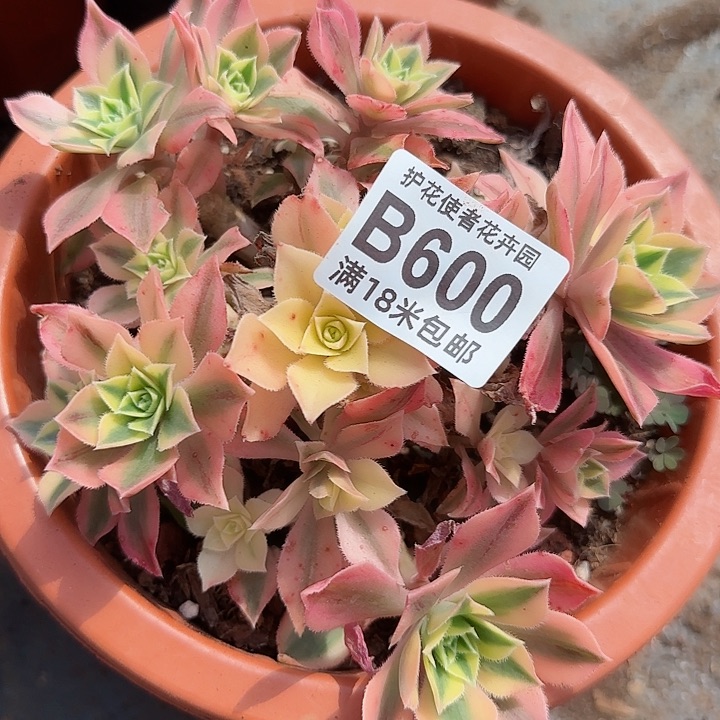 多肉法师淘宝福利