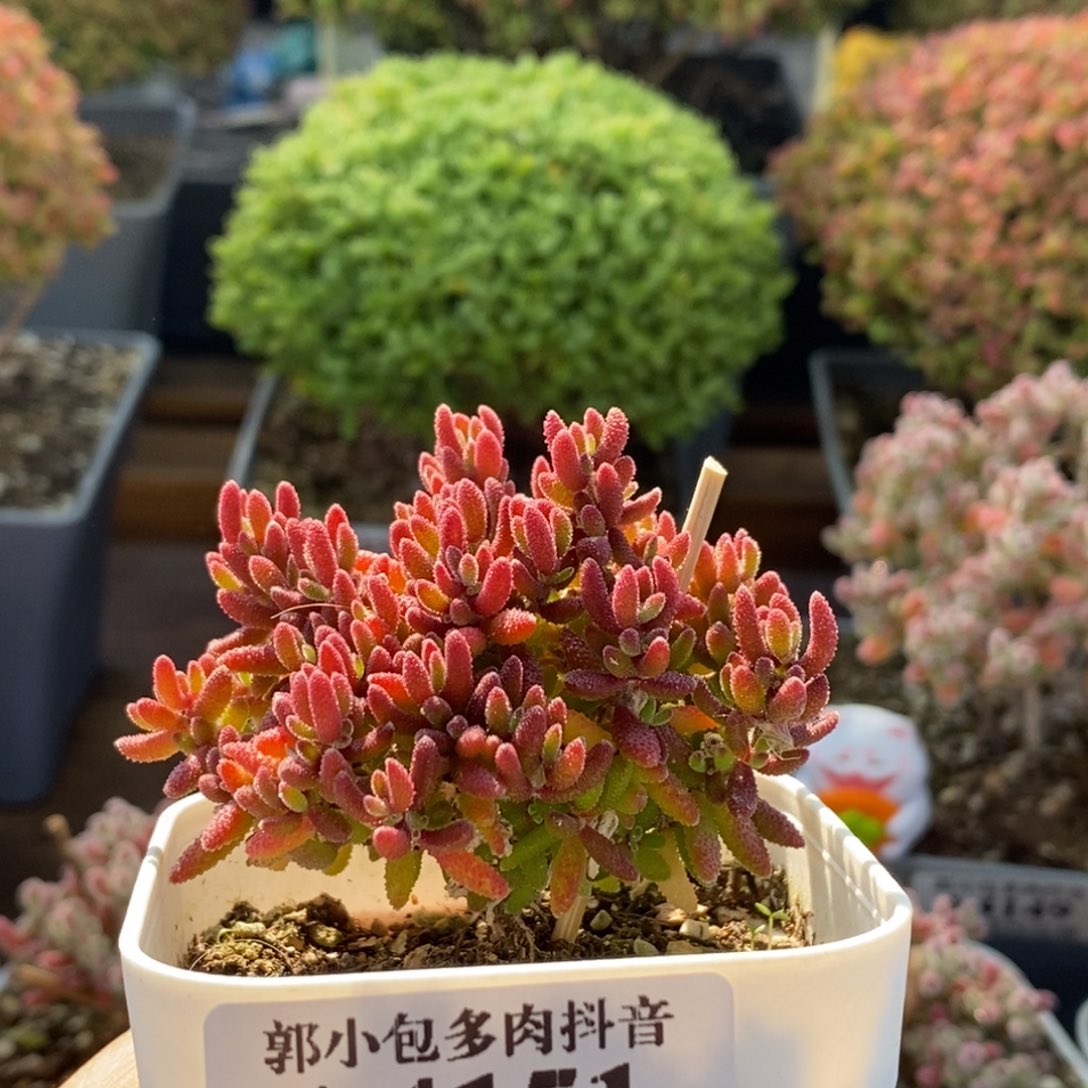 红麒麟4151枝干番杏