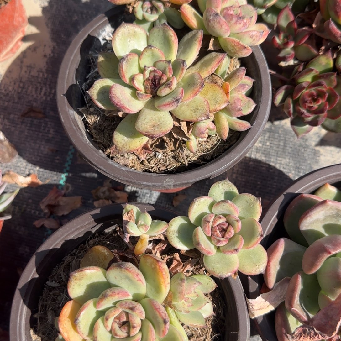 无花朵水晶150小群老桩
