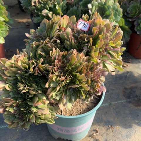 7-90玫瑰缀多肉植物