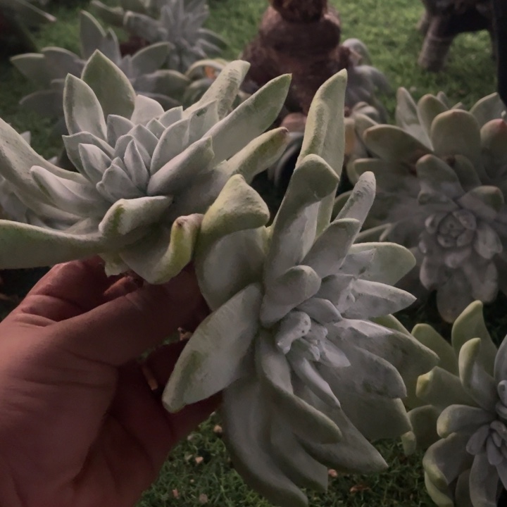 2分四头粗桩福利福利