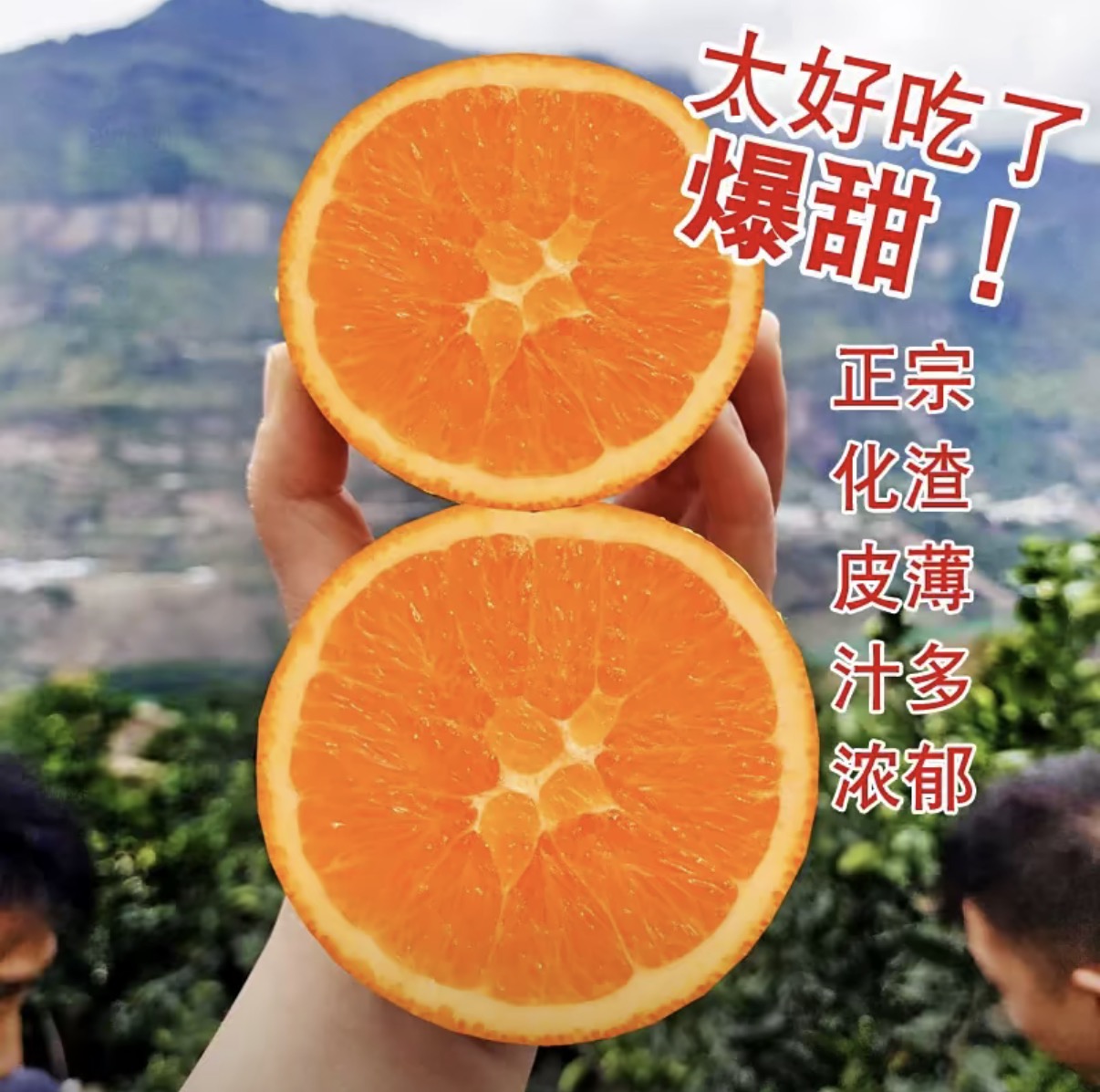【大果】四川大凉山雷波脐橙新鲜现摘香甜多汁10斤果冻橙送礼包邮