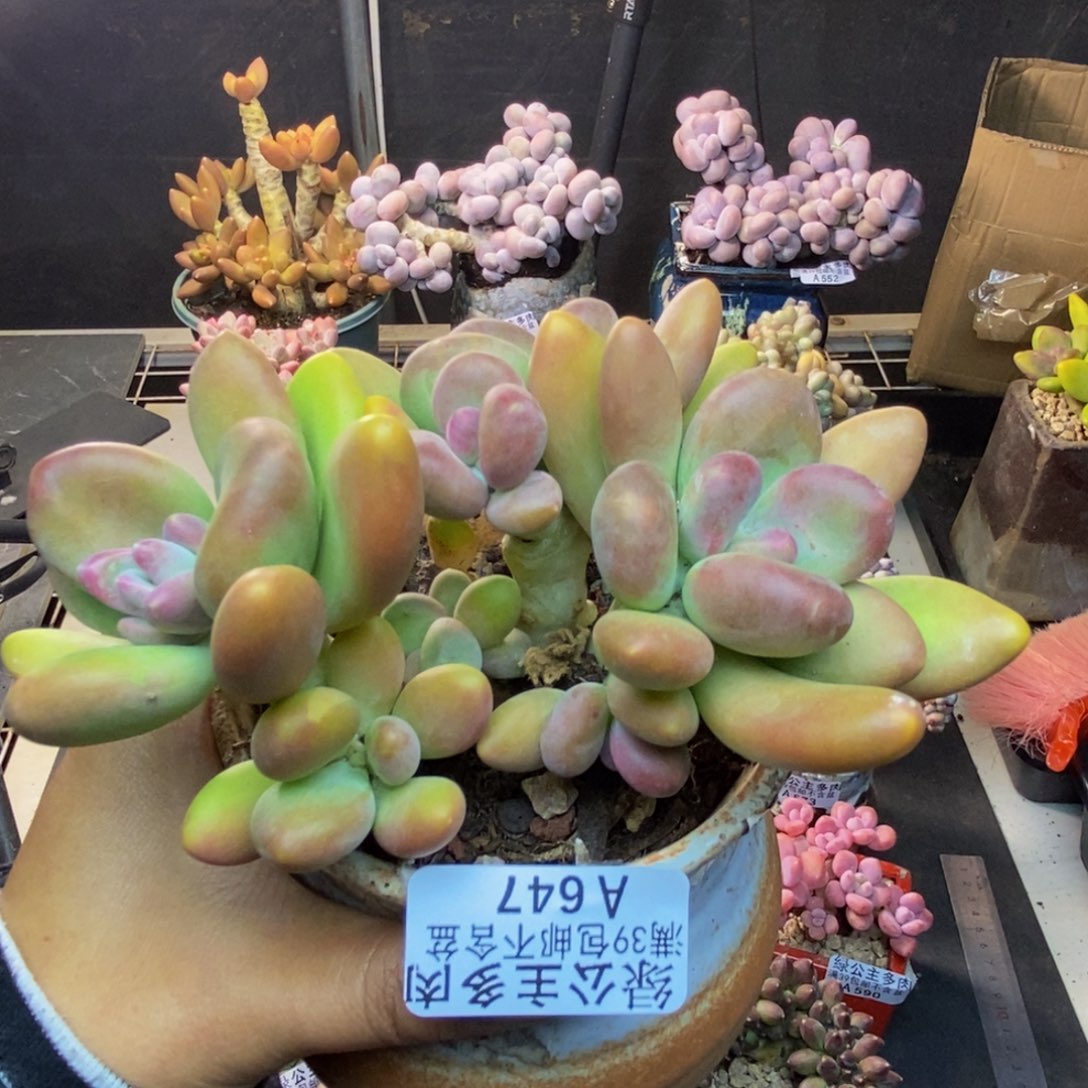 647芒果奶多肉11c m