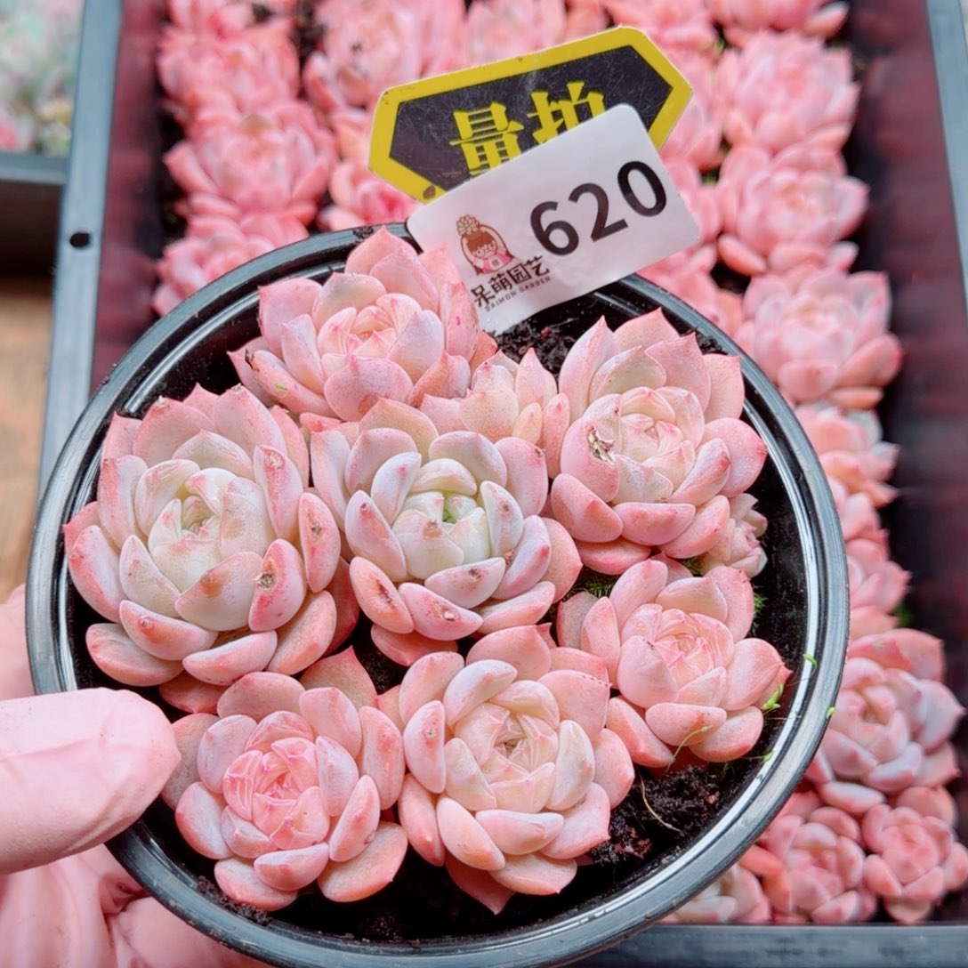 多肉植物多肉植物