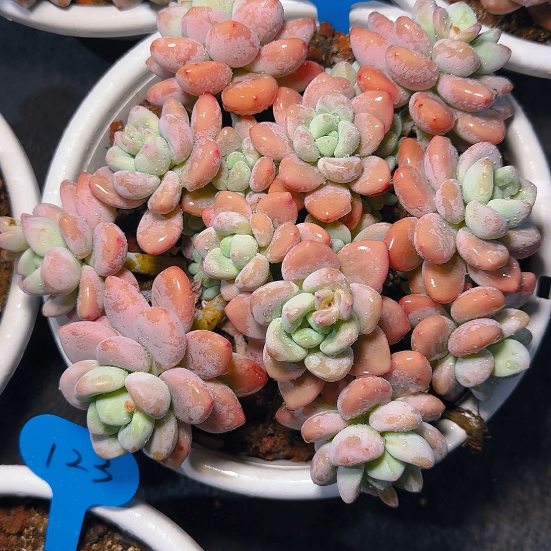 玛***✨洛神101号一物一拍