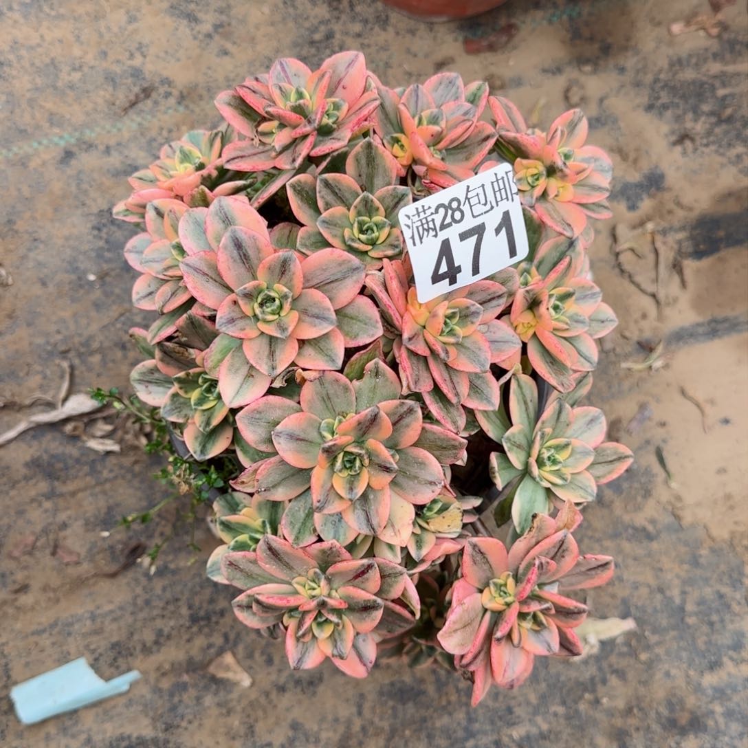 甜茶多肉471满28包邮断枝不包