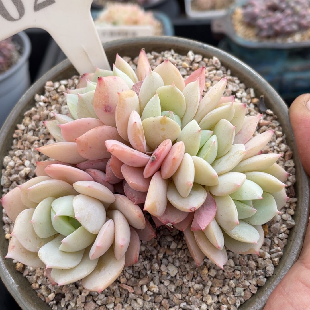 0277恋曲不带盆9厘米