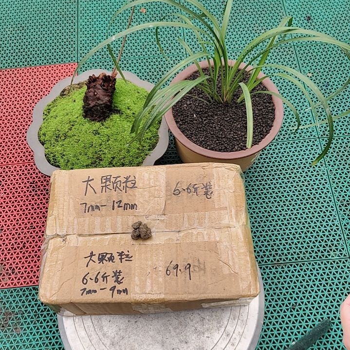 好***！兰菌黑山土大颗粒6.6斤