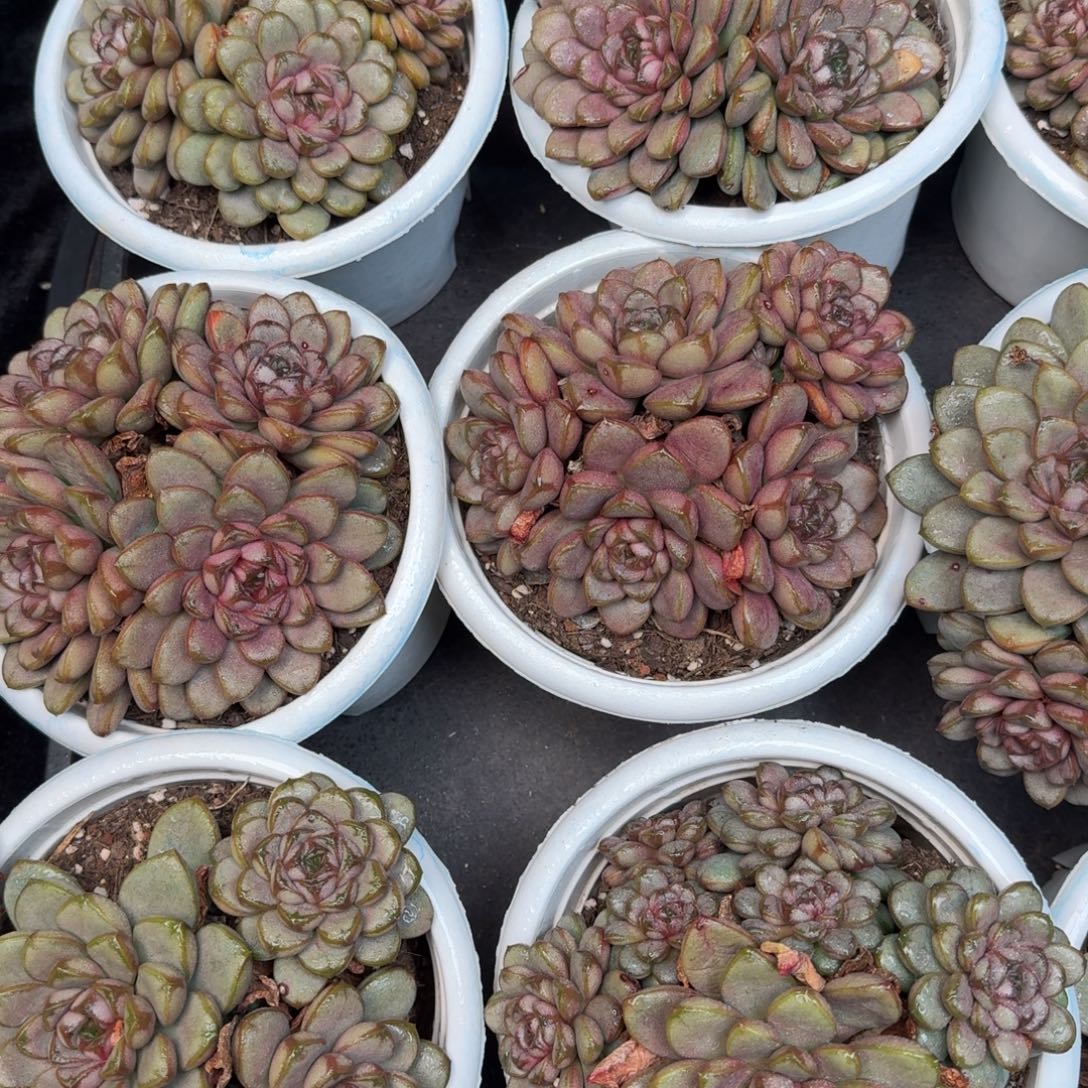 从前慢多肉精选编号1214.葡萄