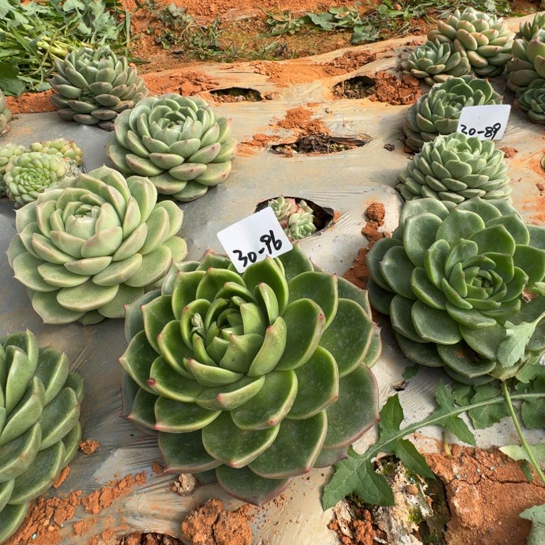 麦秆一颗一物一拍30-96