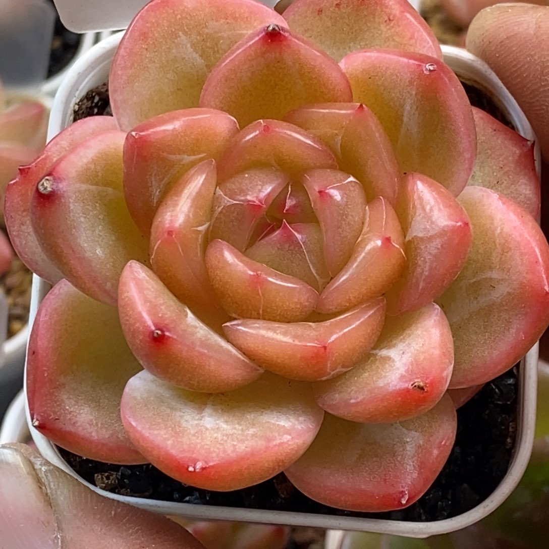 天官赐福百无禁忌