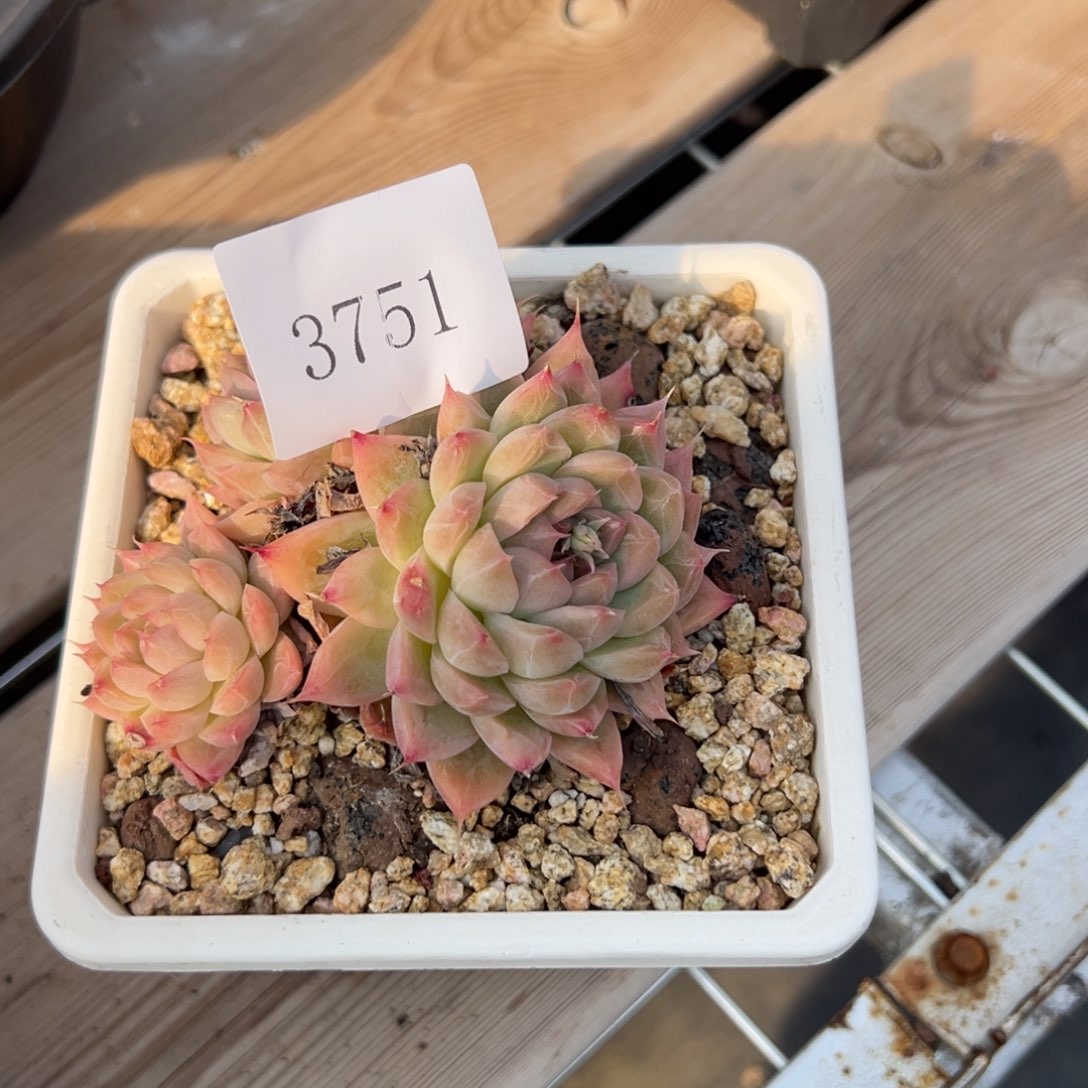 独**楼3751多肉多多多多