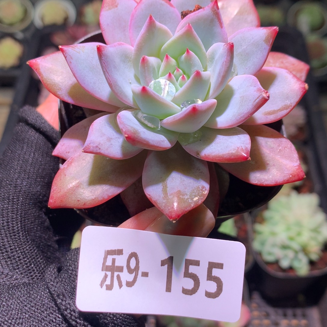 乐然 9-155 粉蓝鸟 