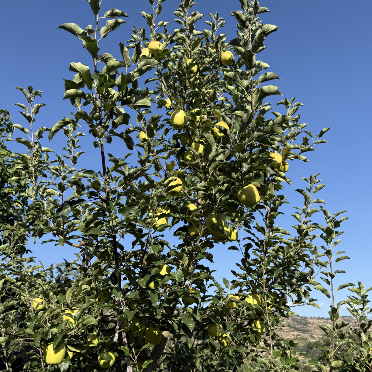 天水光果黄元帅苹果酸甜脆爽多汁现摘现发（儿时的味道，顺丰包邮）