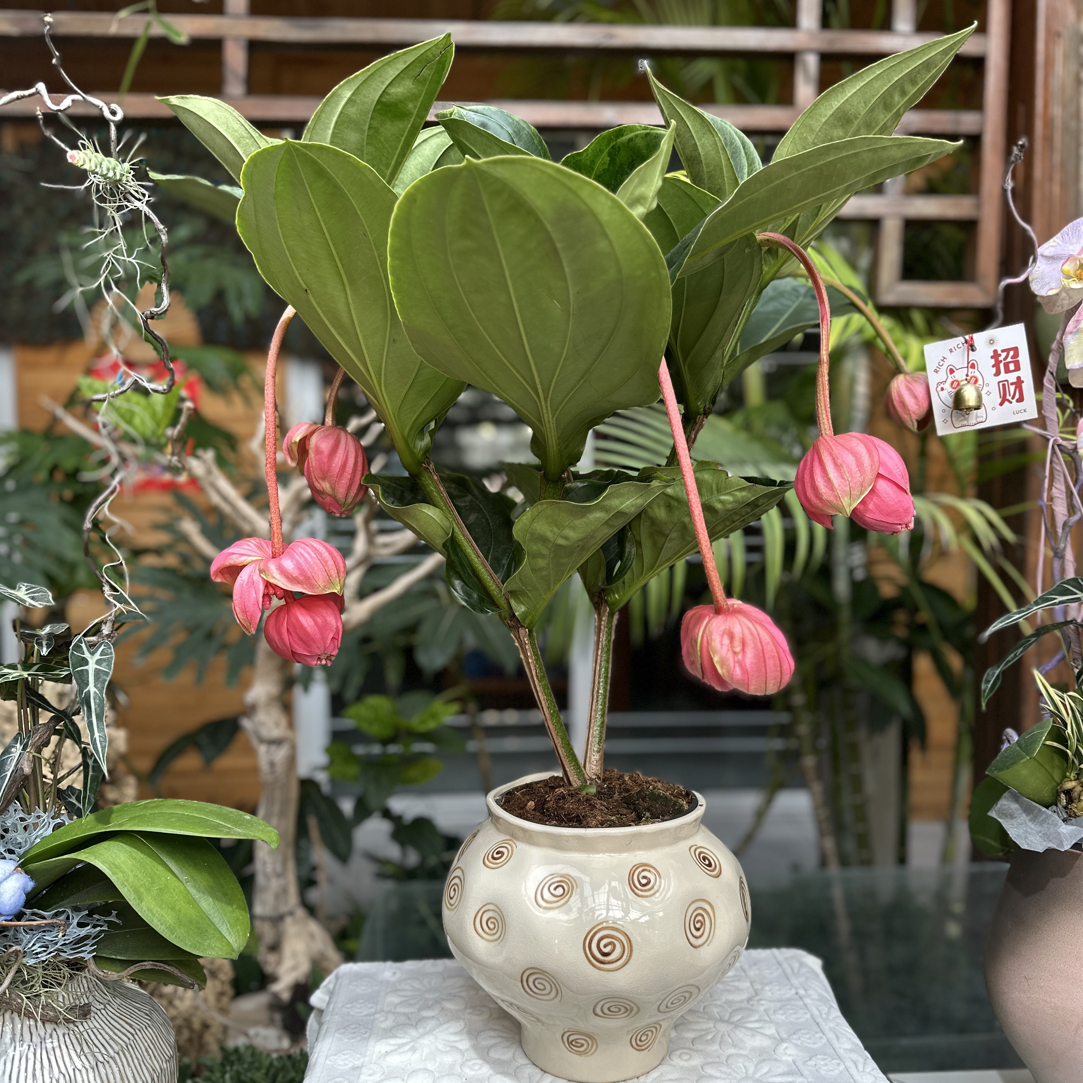 宝莲灯盆栽（大号）