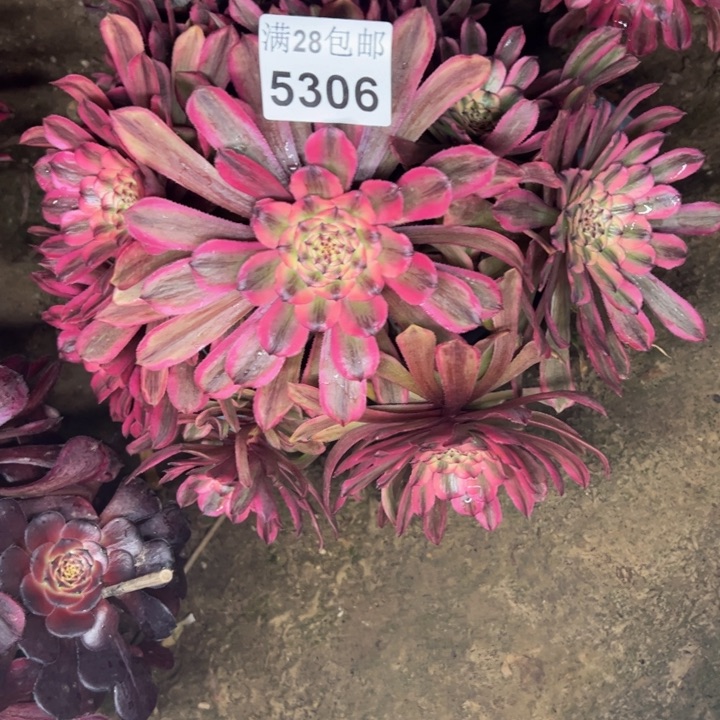 5306粉钻多肉植物