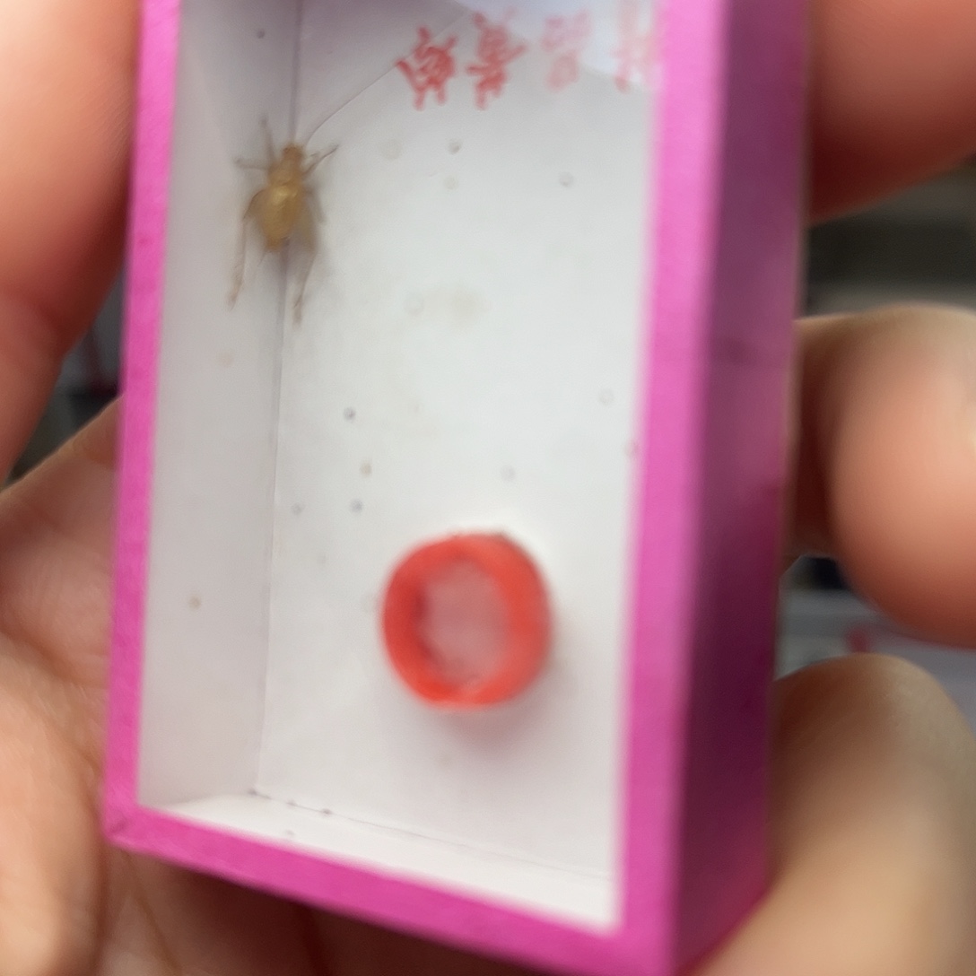 蚂蚁工坊中黄。     