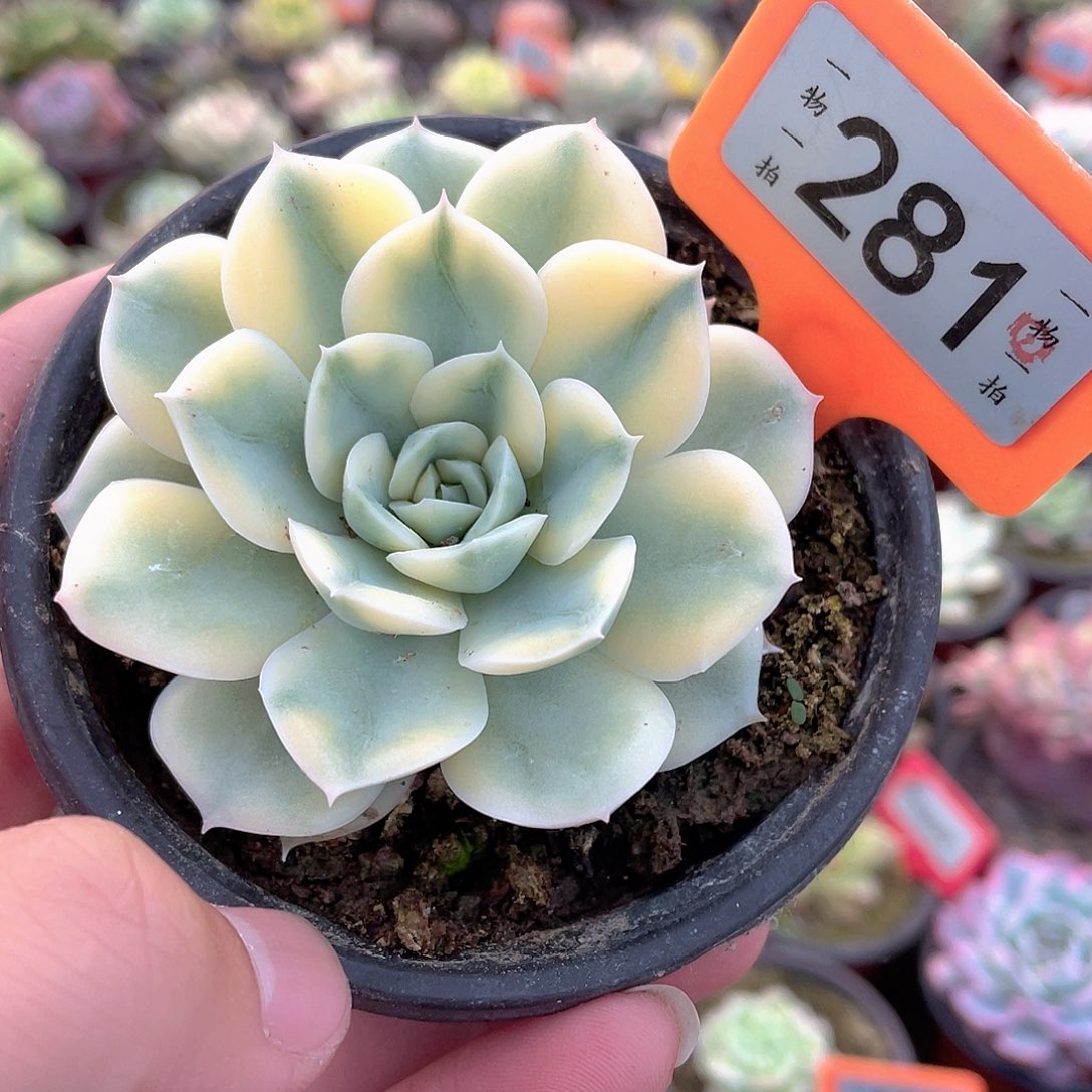 月亮锦281号多肉植物