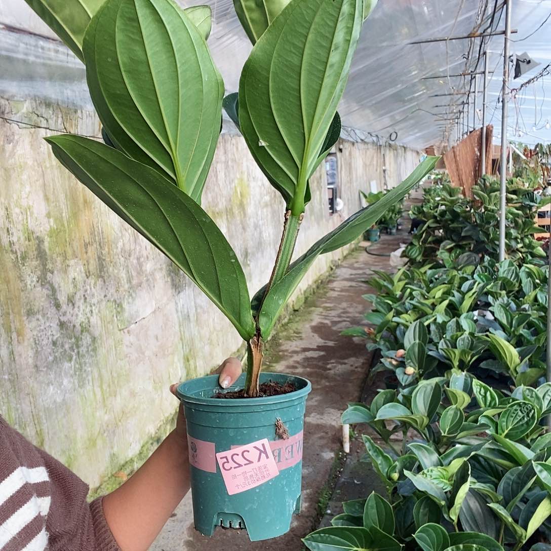 无花朵诗**方木本植物225