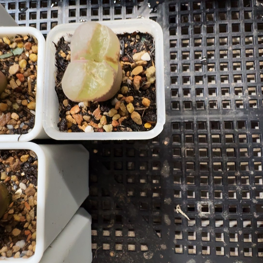 爱***猫多肉植物福利风铃