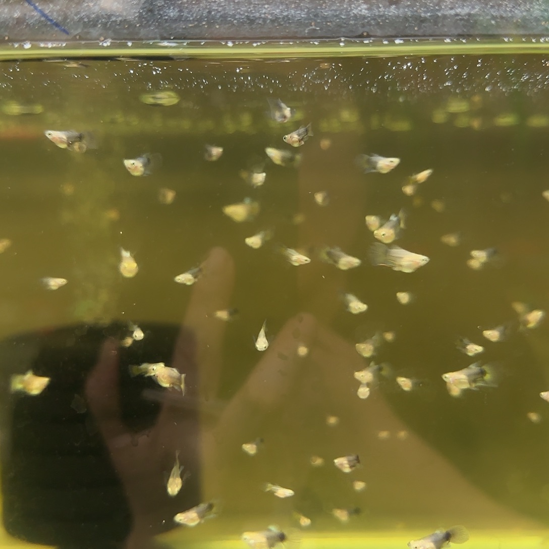 孔雀鱼圣诞球苗10条随机