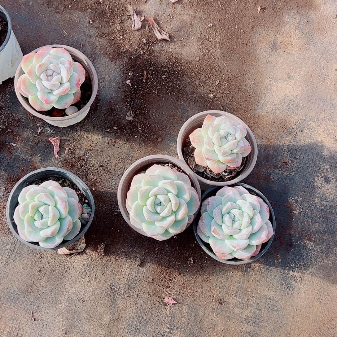 冰玉大单头精品特价三盆