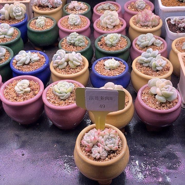 滨哥多肉M49不知名五头福利