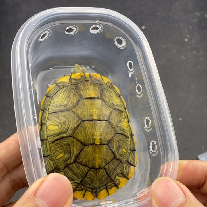 巴西彩龟母666666